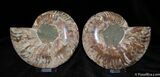 Beautiful Inch Split And Polished Ammonite #374-2